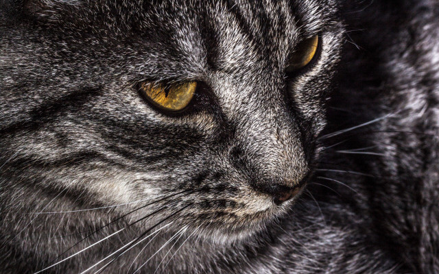 Cat yellow eyes closeup macro free wallpaper - medium preview image