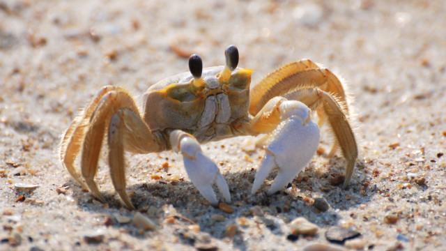 Yellow crab white legs sand free wallpaper - medium preview image