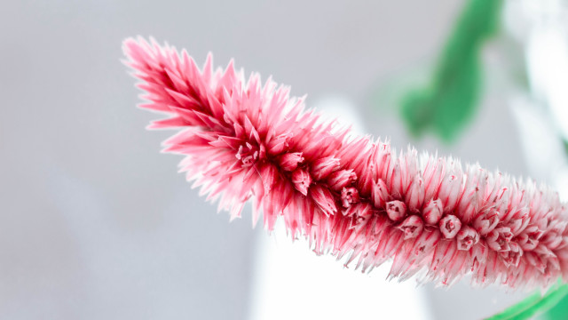 Pink flower green stem white #2 free wallpaper - medium preview image