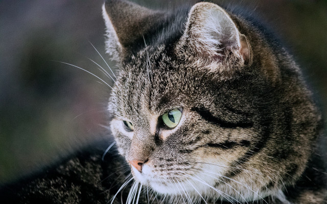 Cat green eyes night bushes free wallpaper - medium preview image