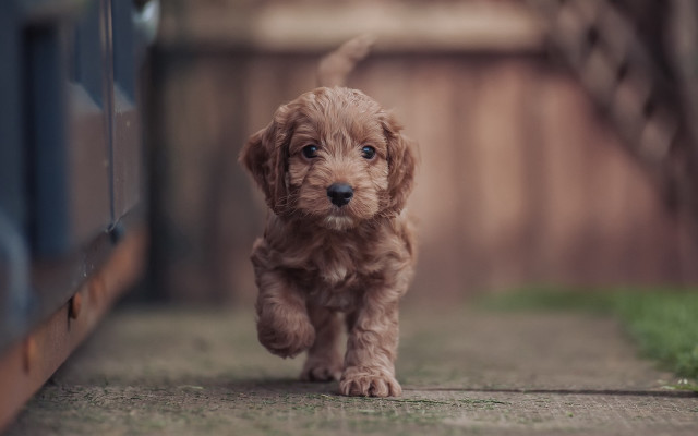 Small brown dog running fence free wallpaper - medium preview image