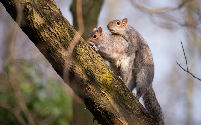 Squirrel branch chippy nature blurry free wallpaper - medium preview image