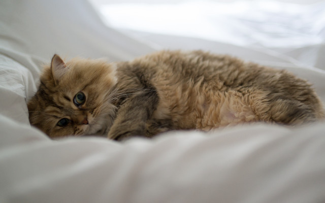 Cat glamor rococo photorealistic outdoors free wallpaper - medium preview image