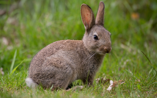 Sad rabbit in grass nature free wallpaper - medium preview image