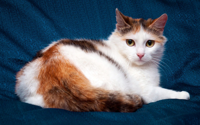 Cat blue blanket serious starry free wallpaper - medium preview image