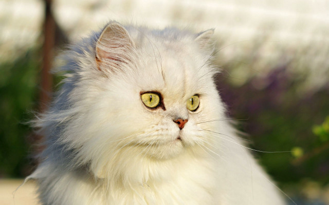 White cat green eyes purple free wallpaper - medium preview image