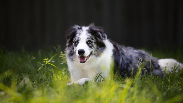 Dog grass open mouth tongue free wallpaper - medium preview image