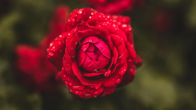 Red rose water droplets macro #16 free wallpaper - medium preview image