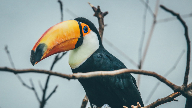 Toucan beak branch ecological art free wallpaper - medium preview image