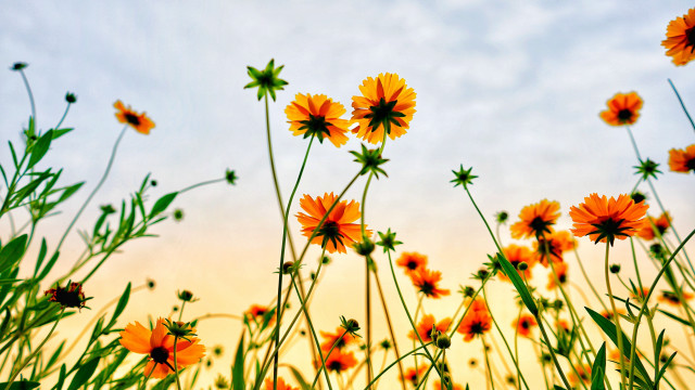 Orange flowers sky clouds yellow free wallpaper - medium preview image