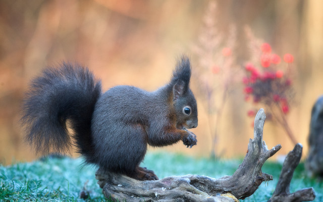 Squirrel standing on stump eating free wallpaper - medium preview image