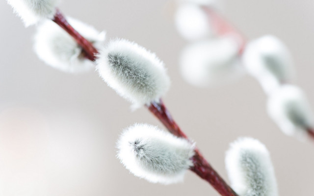 Plant white flowers macro blurry free wallpaper - medium preview image