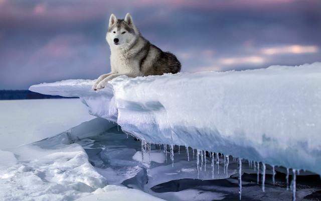Wolf ice mountain cloudy sky free wallpaper - medium preview image