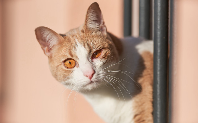 Cat window pink wall black free wallpaper - medium preview image