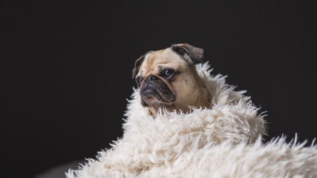 Pug sitting fluffy blanket black free wallpaper - medium preview image