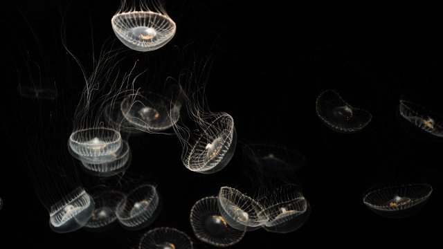 Jellyfish night bioluminescence planet earth free wallpaper - medium preview image