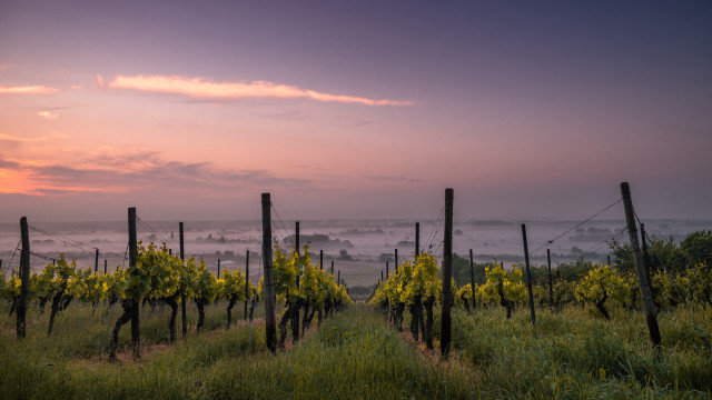 Vineyard yellow flowers foggy sky free wallpaper - medium preview image