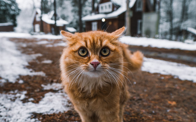 Cat snow house bokeh winter free wallpaper - medium preview image