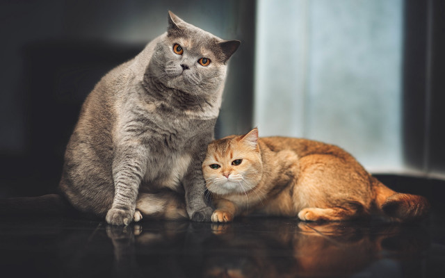 Cat dog floor international gothic free wallpaper - medium preview image