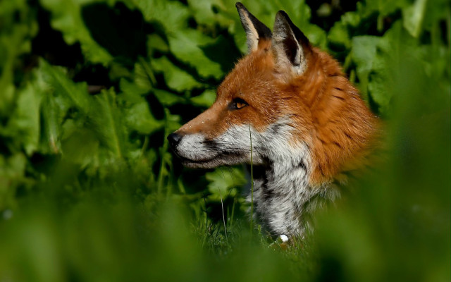Red fox standing in grass free wallpaper - medium preview image