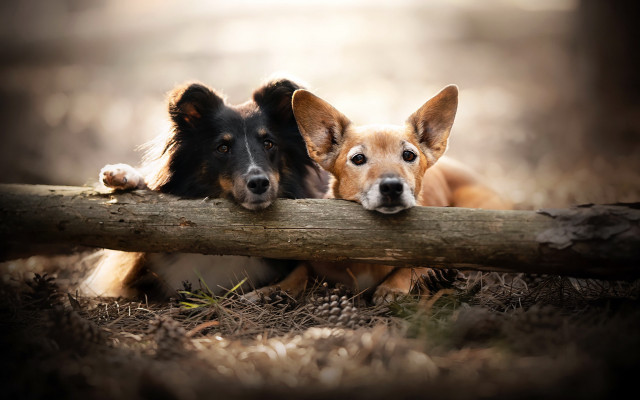 Dogs over log woods brown free wallpaper - medium preview image