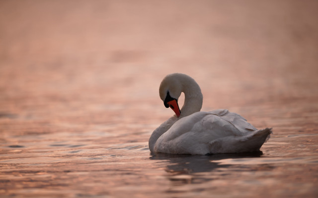 White swan lake forest sunset free wallpaper - medium preview image