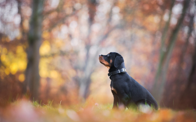Dog grass looking up autumn free wallpaper - medium preview image