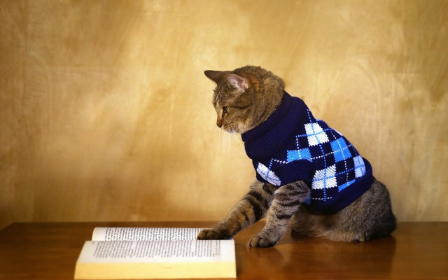 Cat sweater table book pen free wallpaper - medium preview image