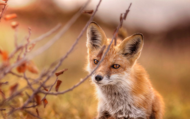 Small fox grass twigs blurry free wallpaper - medium preview image