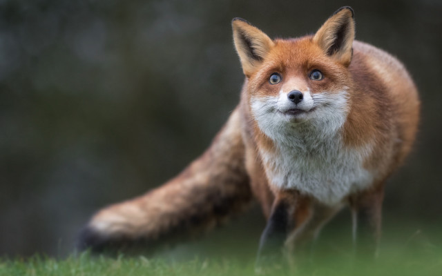 Red fox surprised blue eyes free wallpaper - medium preview image