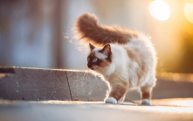 Cat backlit impressionism pastel outdoors free wallpaper - medium preview image