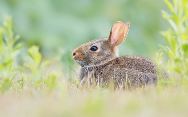 Rabbit surprised blue eyes grass free wallpaper - medium preview image