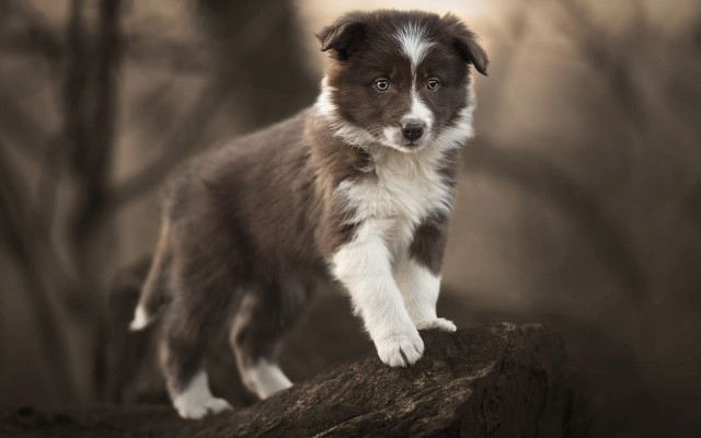 Brown white dog rock forest free wallpaper - medium preview image