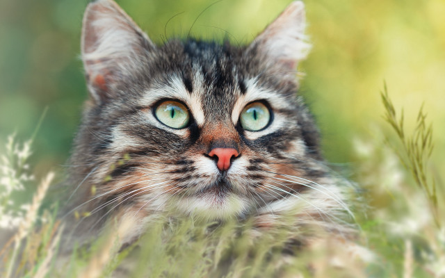 Cat green eyes sitting grass #2 free wallpaper - medium preview image