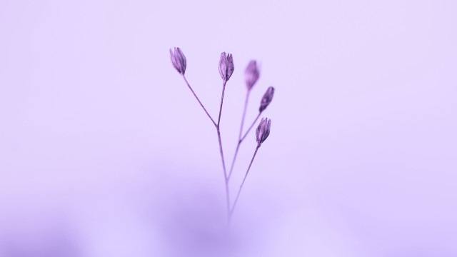 Single flower purple background macro free wallpaper - medium preview image