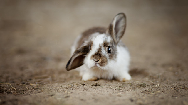 Small rabbit sad blue eyes free wallpaper - medium preview image
