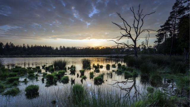 Lake tree sunset clouds forest free wallpaper - medium preview image