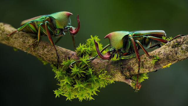 Green bugs branch leaves macro free wallpaper - medium preview image
