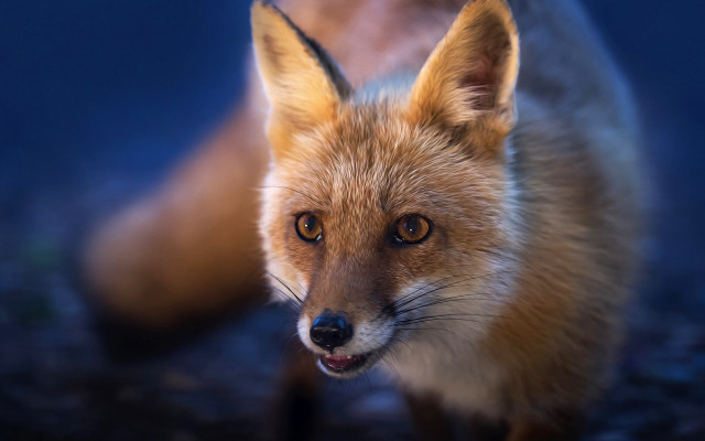 Fox closeup blurry background animal #2 free wallpaper - medium preview image