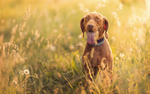 Dog tongue out field sunset free wallpaper - medium preview image