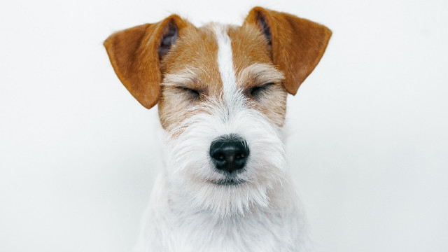 Dog eyes closed white background free wallpaper - medium preview image