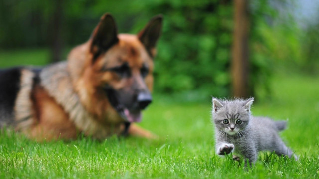 Cat dog grass outdoors bokeh free wallpaper - medium preview image