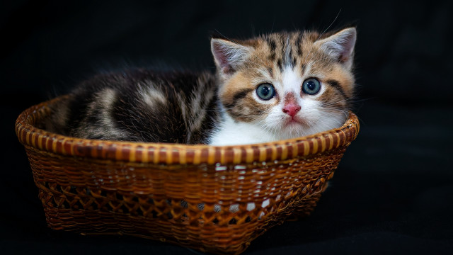 Kitten basket black background blue free wallpaper - medium preview image