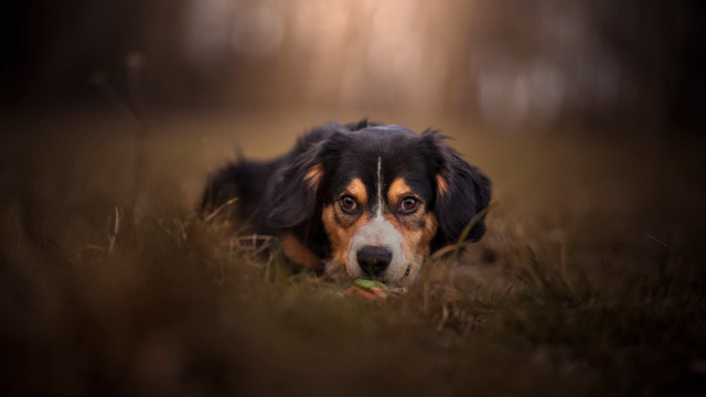 Dog grass ball light tilt free wallpaper - medium preview image