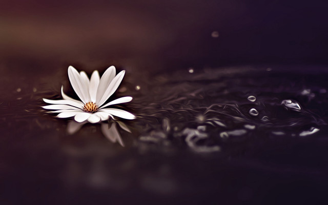 White flower floating bubbles water free wallpaper - medium preview image