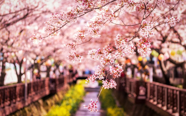 Pink sakura bridge park branch free wallpaper - medium preview image