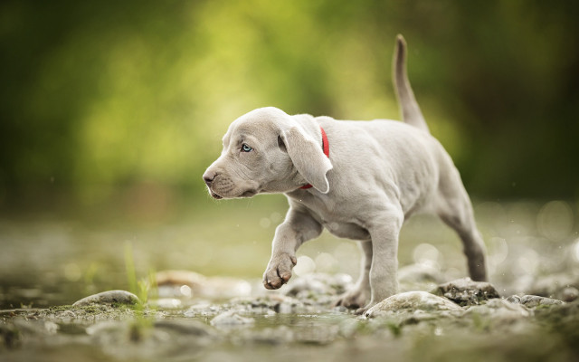 White puppy running shiba inu free wallpaper - medium preview image