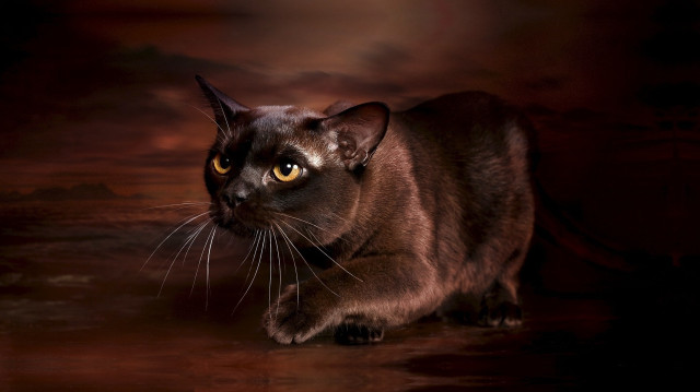 Cat large yellow eyes dark free wallpaper - medium preview image