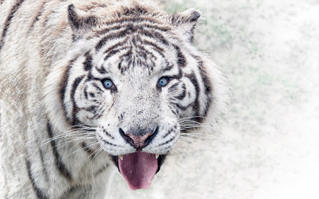 White tiger open mouth blue free wallpaper - medium preview image