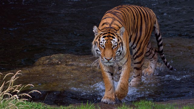 Tiger water rock grass lake free wallpaper - medium preview image
